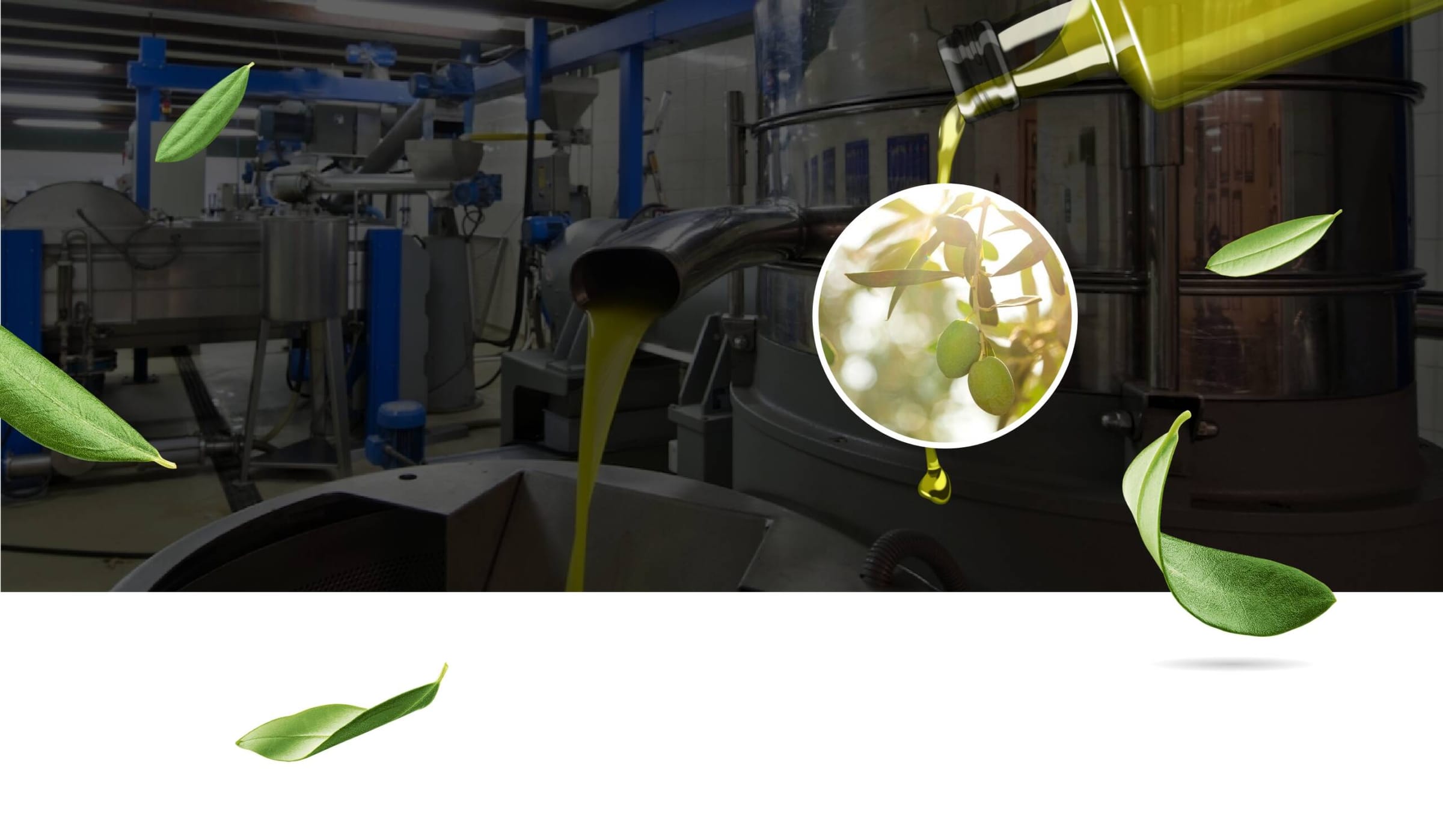 Ligne d'embouteillage SIOF : huile d'olive versée en bouteille