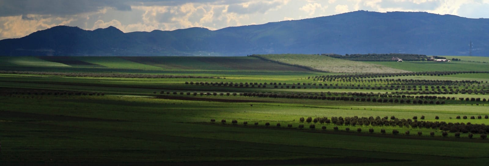 La plantation