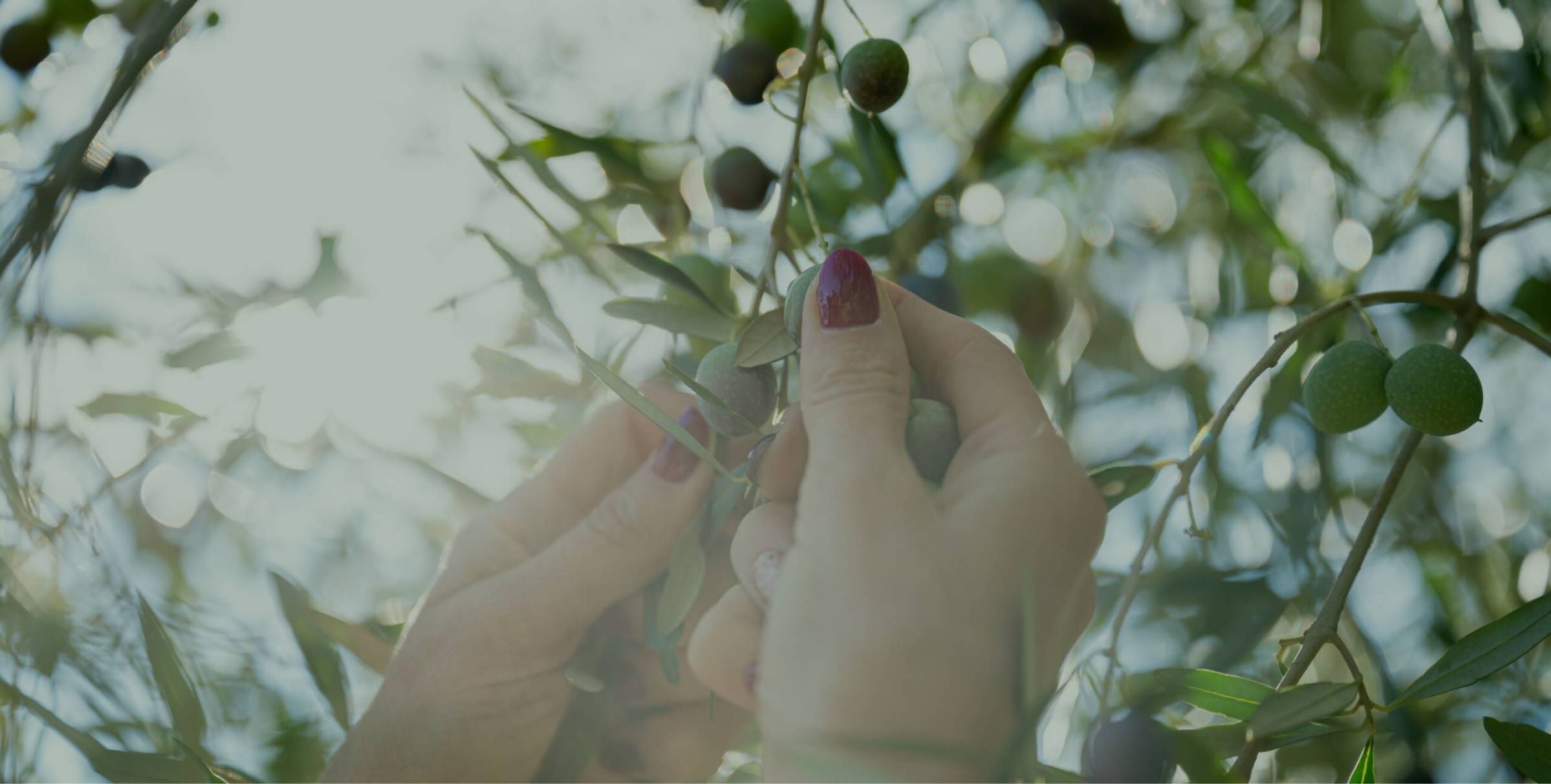Cueillette d'olives à la main sur l'arbre